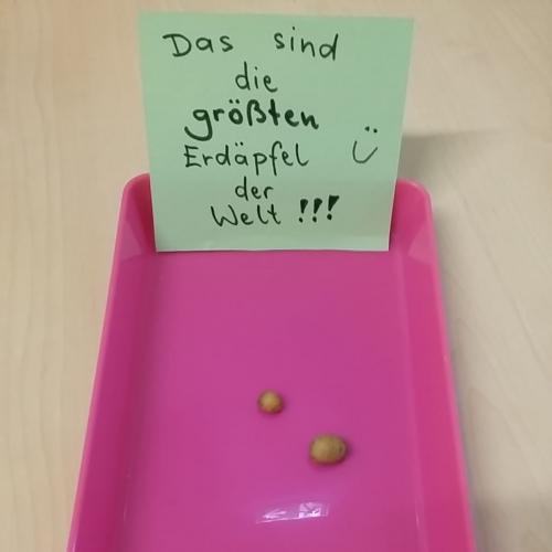 Die größten Erdäpfel der Welt!