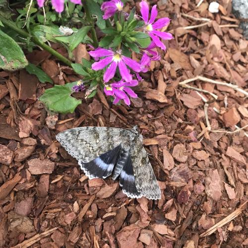 Schmetterling