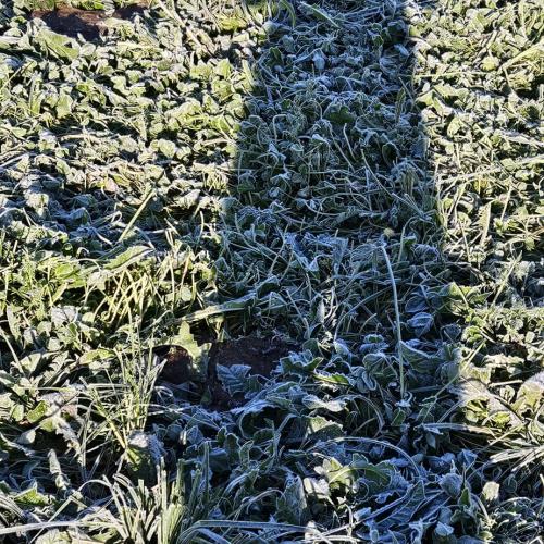 Frost am Acker